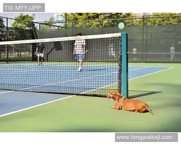 深入探讨上海网球队各成员耐力表现及其对比赛成绩的影响分析