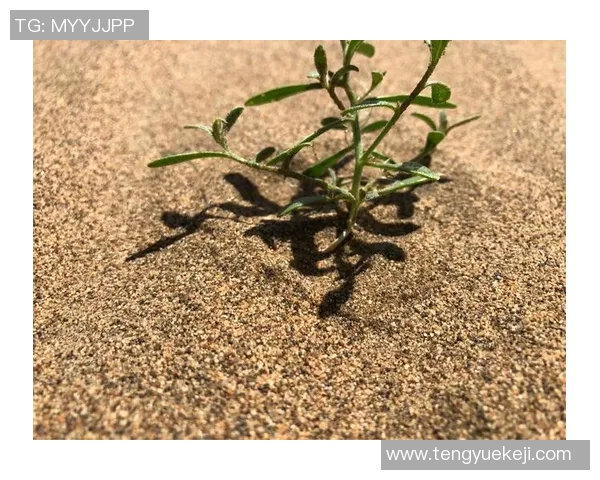 王少杰：在科技创新浪潮中引领未来发展的青年领袖之路