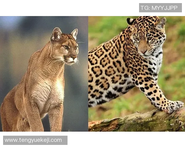 2018年阿特拉斯与美洲狮精彩对决回顾与分析